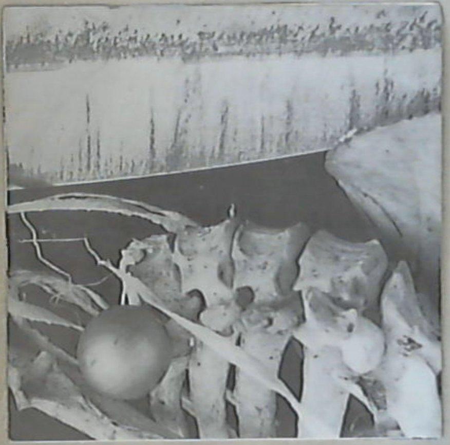 45 giri - 7'' - Smell & Quim / Taint - Death Baby Fuck / Adipocere
RSR-0105